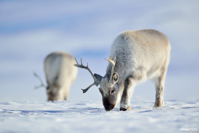 Spitsbergen-Rendier