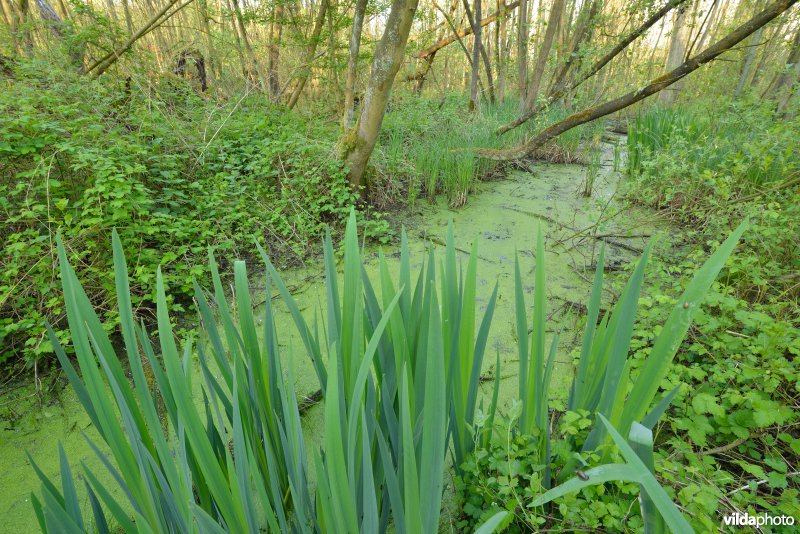 KBR polder: Elzenbroekbossen