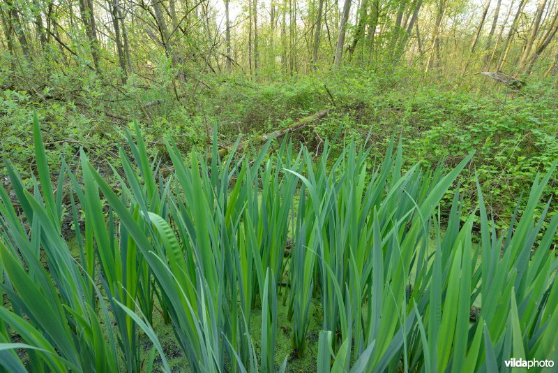 KBR polder: Elzenbroekbossen