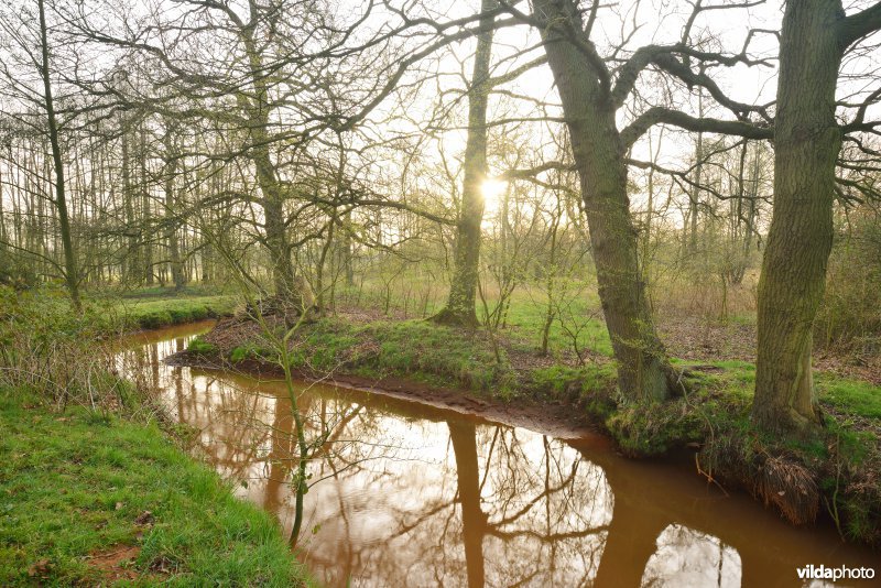Grote Netewoud