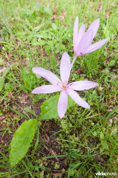 Herfsttijloos in het Silsombos