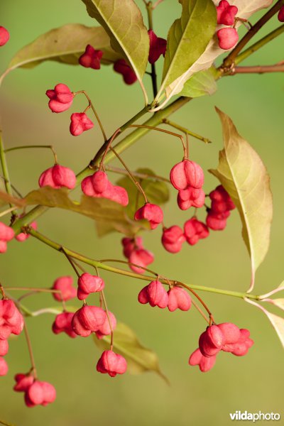 Vruchten van kardinaalsmuts