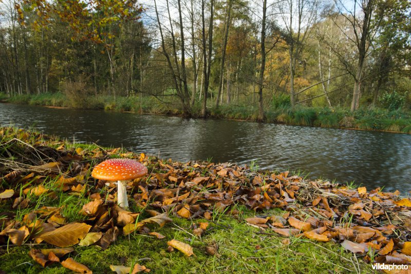 Vliegenzwam op Landgoed Middachten