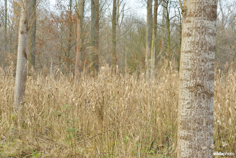 Oudbroekpolder