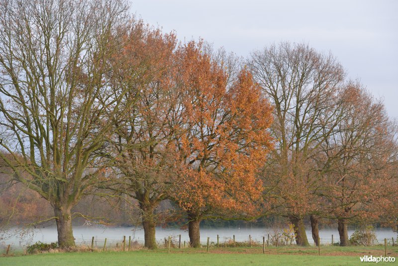 Grote Netevallei