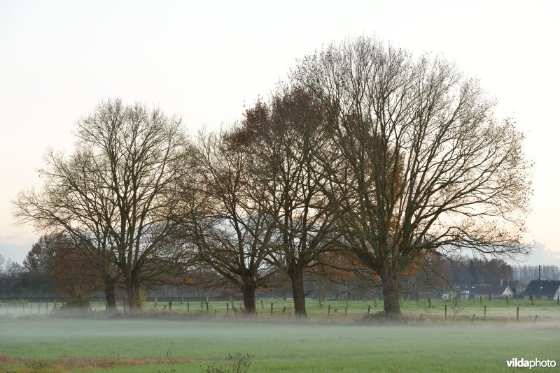 Grote Netevallei