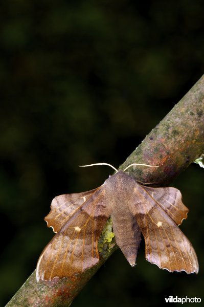 Populierenpijlstaart