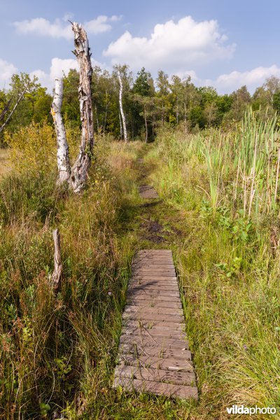 Plankenpad in natte heide