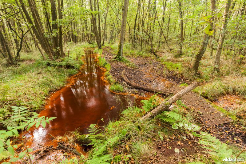 Plankenpad in een moerasbos