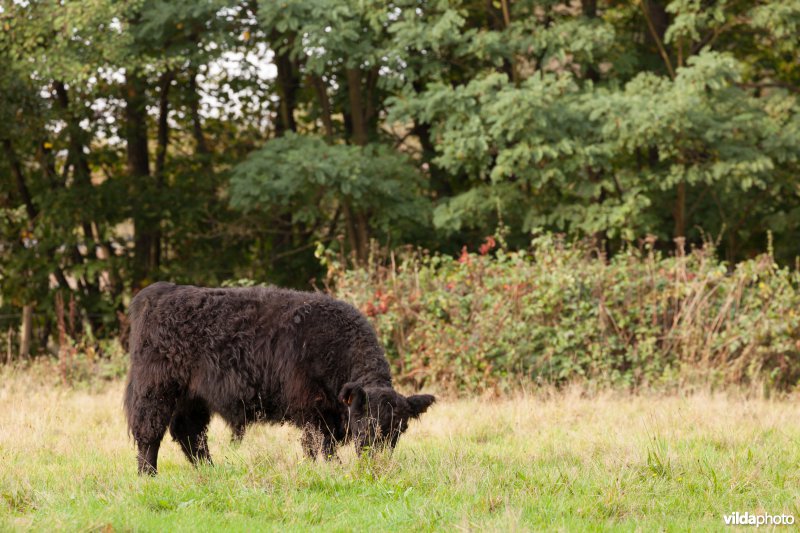 Angus Aberdeen-koe