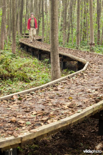 Wandelaar op een plankenpad