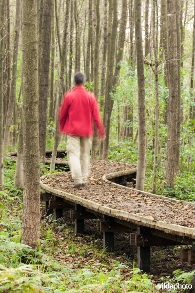 Wandelaar op een plankenpad