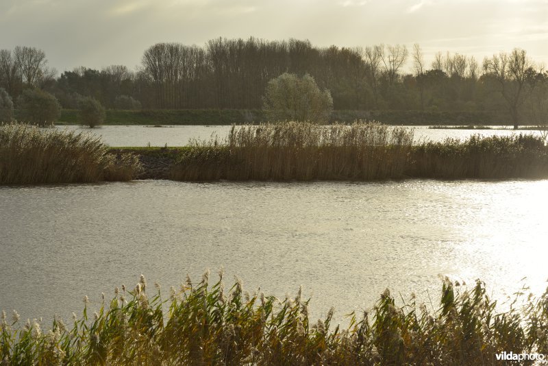 Schelde bij springtij en overstroomde Paardeweide