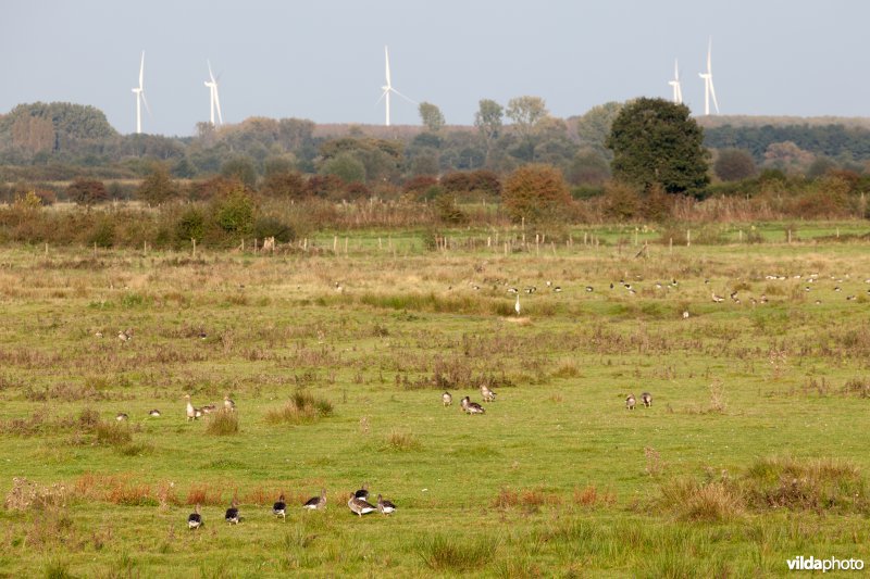 Ganzen in de tussendijkse graslanden