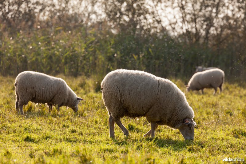 Schapenbegrazing