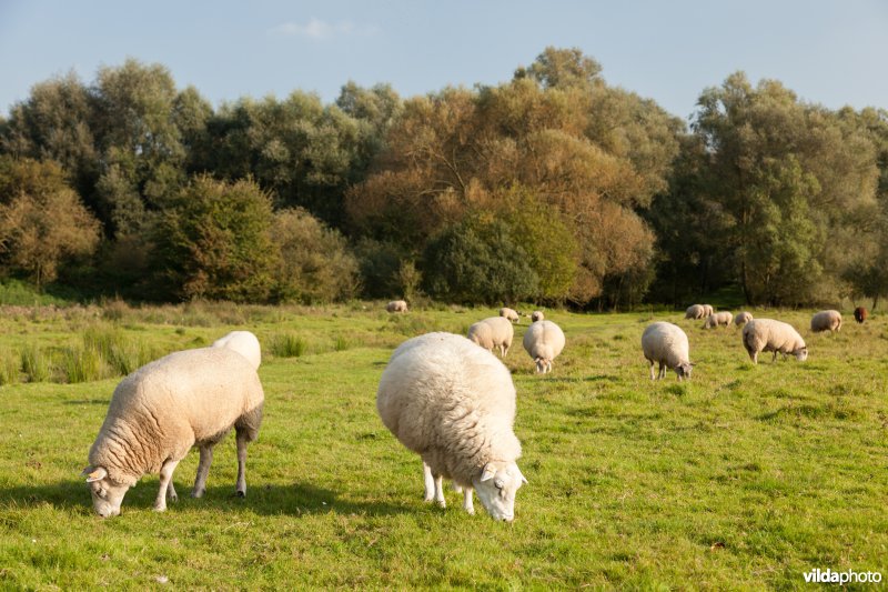 Schapenbegrazing