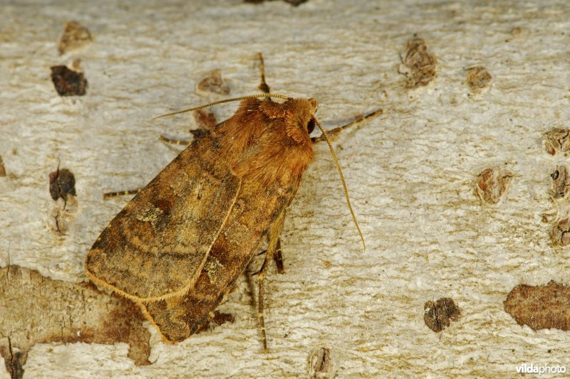 Gewone breedvleugeluil