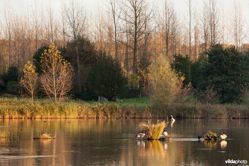 Watervogels bij avondlicht