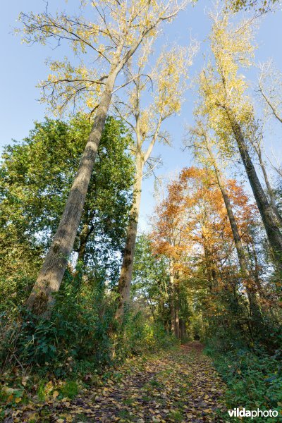 Wandelpad in de herfst