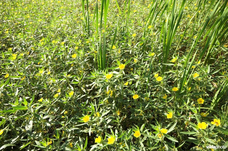 Overgroeid met waterteunisbloem