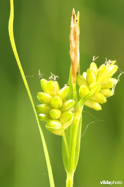 Bleke zegge