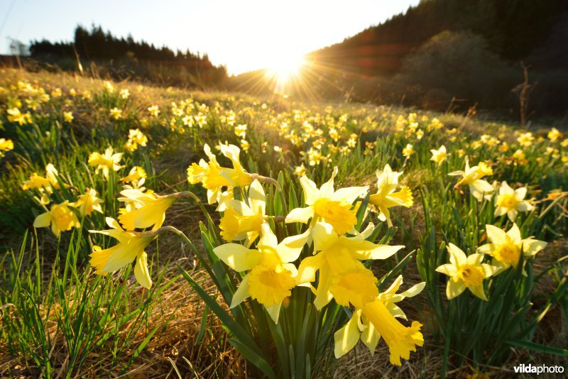 Narcissen in het Holzwarchedal