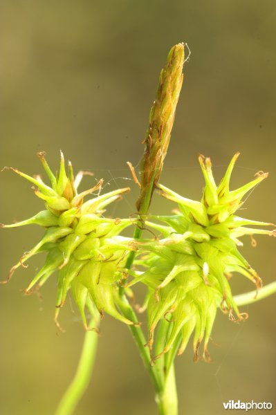 Gele zegge