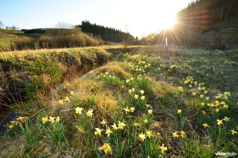 Narcissen in het Holzwarchedal