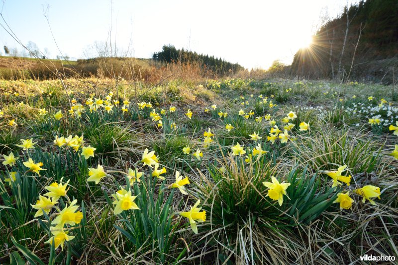 Narcissen in het Holzwarchedal