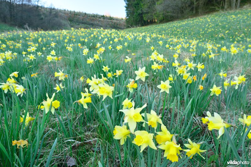 Narcissen in het Holzwarchedal