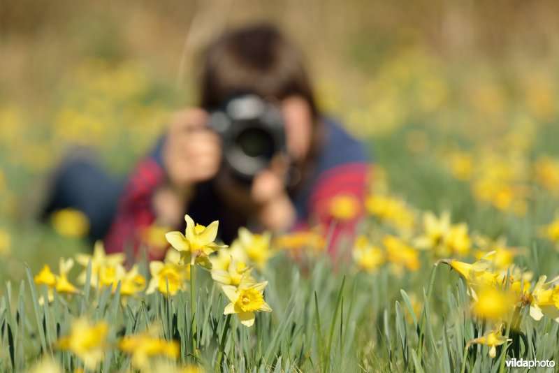 Narcissen fotograferen