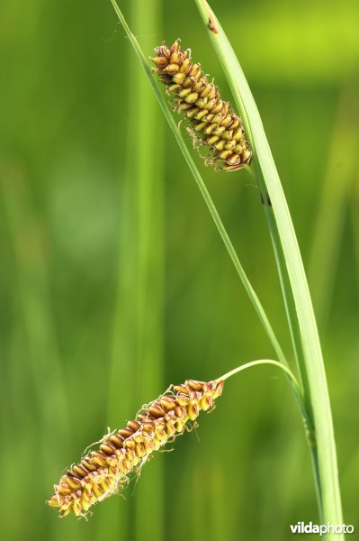 Zeegroene zegge