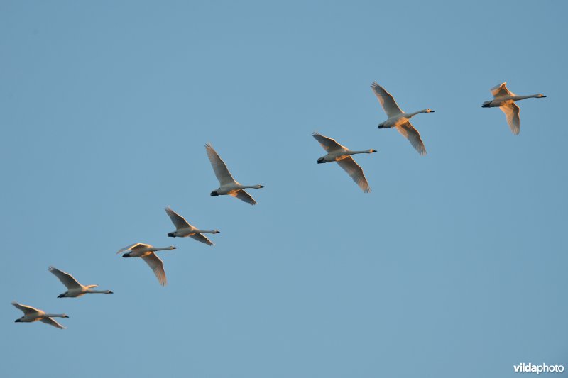 Kleine zwanen in vlucht