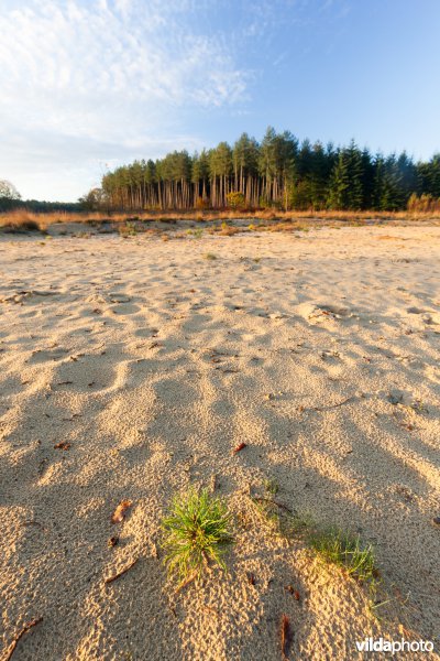 Dennezaailing op kaal zand