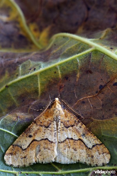 Grote wintervlinder