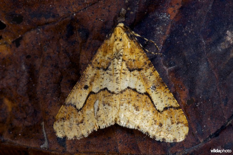 Grote wintervlinder