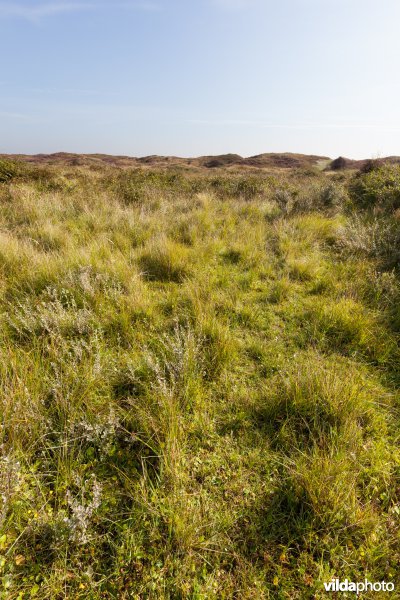 Leefgebied van de Moerassteekmier