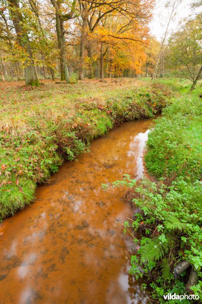 Bezoensbeek in het Munsterbos