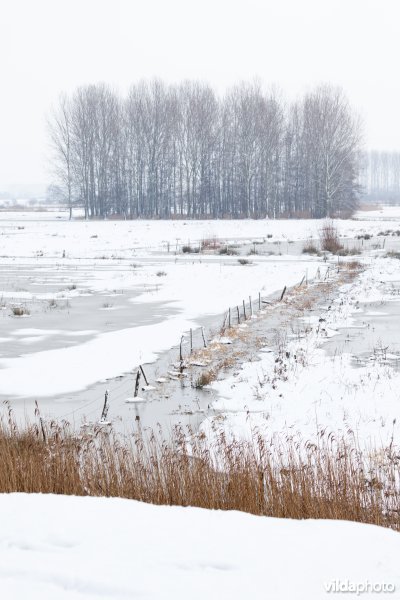 Ondergesneeuwde graslanden