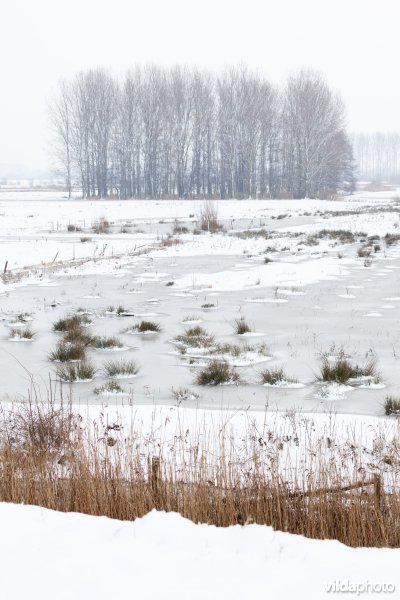 Ondergesneeuwde graslanden