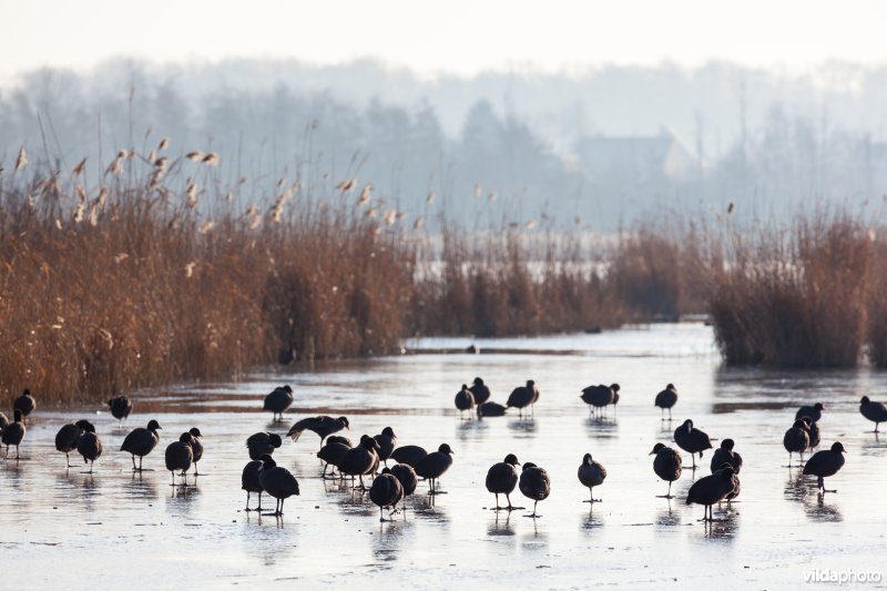 Meerkoeten op het ijs