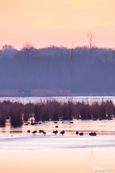 Eenden in de schemer