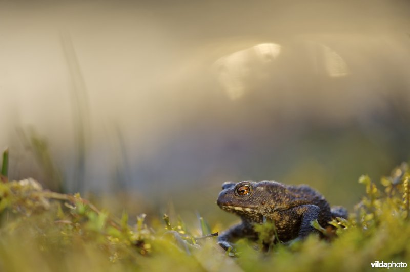 gewone pad bij zonsondergang