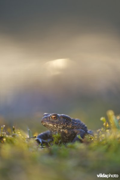 Gewone pad bij zonsondergang