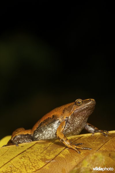 smalbekkikker uit Bolivia