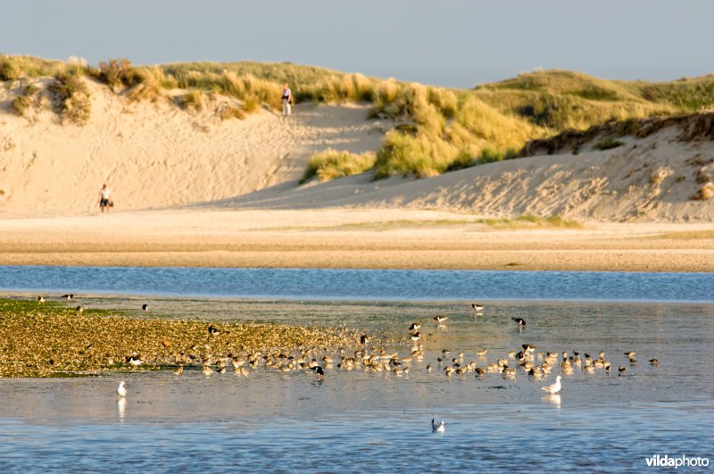 Scholeksters en Kanoeten in De Slufter, Texel