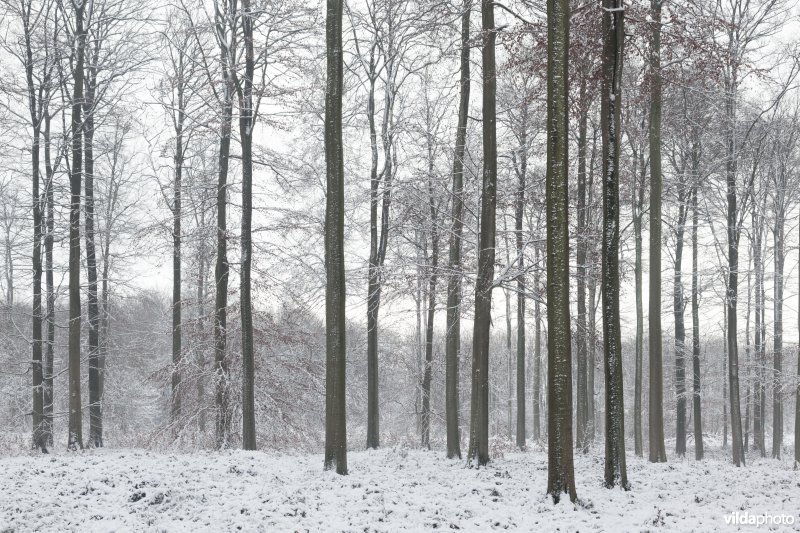 Besneeuwd bos