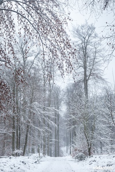 Besneeuwd wandelpad in een bos
