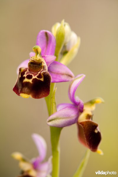 Hommelorchis