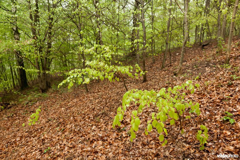 Alserbos